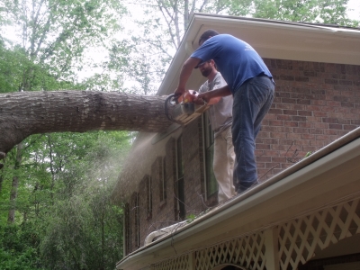 Unhealthy Tree Removal | Sharp Tree Service- Cobb County