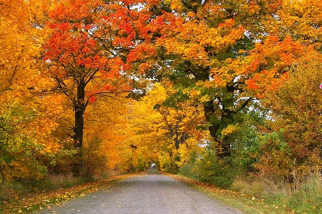 fall-trees