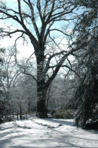 white-oak-tree
