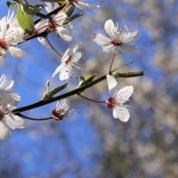 tree flower blooming